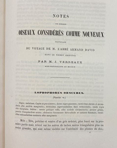 First page of article by Jules Verreaux, on a Chinese partridge discovered by Father Armand David in China, Bulletin des Nouvelles Archives du Muséum, vol. 5, 1869 (Linda Hall Library)