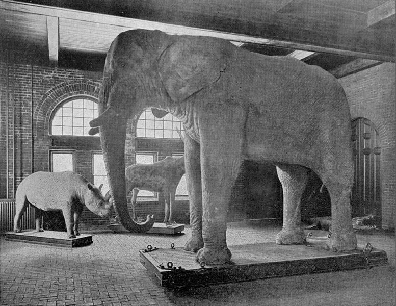 A stuffed Jumbo on display in the old Barnum Museum of Natural History at Tufts, photograph, early 20th century (Wikimedia commons)
