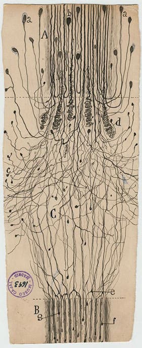 A cut nerve outside the spinal cord, ink and pencil on paper, drawing by Santiago Ramón y Cajal, 1913, Cajal Institute (CSIC), Madrid (blogs.scientificamerican.com)