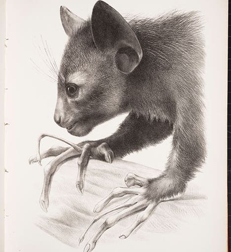 Head of aye-aye in profile, lithograph by Joseph Wolf, in  “On the Aye-aye …,” by Richard Owen, Transactions of the Zoological Society of London, vol. 5, plate 18, 1866 (Linda Hall Library)