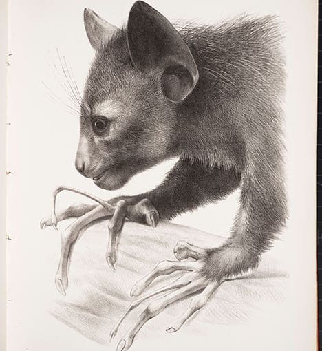 Head of aye-aye in profile, lithograph by Joseph Wolf, in “On the Aye-aye …,” by Richard Owen, Transactions of the Zoological Society of London, vol. 5, plate 18, 1866 (Linda Hall Library)