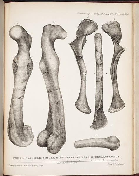 Femur, clavicle, fibula, metatarsal of Megalosaurus, lithograph from drawing by Mary Morland, accompanying William Buckland’s paper in Transactions of the Geological Society of London, ser. 2, vol. 1, plate XLIV at end, 1824 (Linda Hall Library)