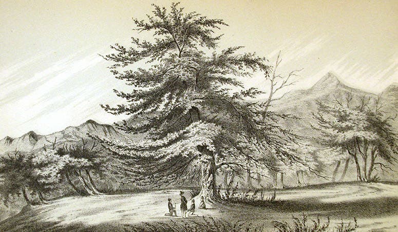 Cedar, lithograph after drawing by Richard Kern, Report of an Expedition down the Zuni and Colorado Rivers, by Lorenzo Sitgreaves, 1854 (Linda Hall Library)