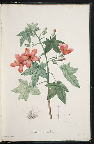 Lavatera Phoenicia, from Ventenat, Jardin de la Malmaison, 1803-05 (Linda Hall Library)