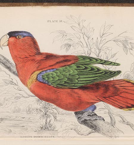 Purple-capped Lory, by Edward Lear, engraved by William Lizars, then hand-colored, in Natural History of Parrots, by Prideaux John Selby (Naturalist’s Library, Ornithology, vol. 6), 1836 (Linda Hall Library)