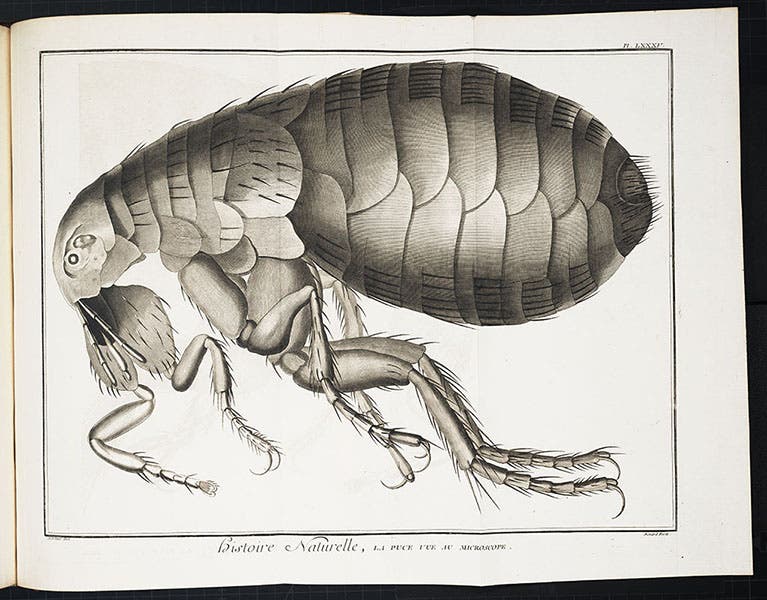 Flea, engraving after Robert Hooke, in Encyclopédie, ed. by Denis Diderot, plate vol. 5, 1768 (Linda Hall Library)