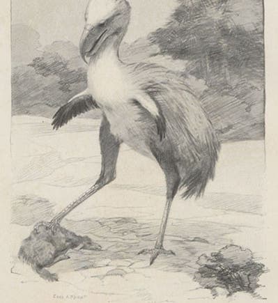 Phororhacos, a giant predatory bird of South America, drawing by Charles Knight, frontispiece to Animals of the Past, by Frederic A. Lucas, 1901 (Linda Hall Library)