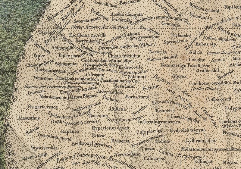 Detail of third image, plants found at different altitudes on Chimborazo, Alexander von Humboldt, Ideen zu einer Geographie der Pflanzen, 1807, Zentralbibliothek Zürich (Wikimedia commons)