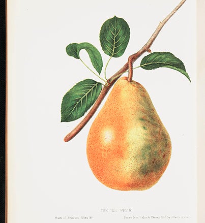 Dix pear, from Charles Hovey, <i>Fruits of America</i>  (1852-6) (Linda Hall Library)