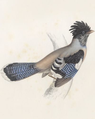 A Century of Birds from the Himalaya Mountains, by John Gould, 1832