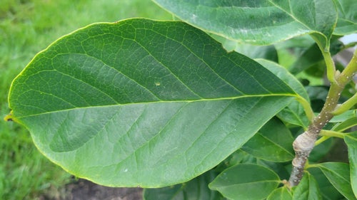 Cleopatra Magnolia leaf