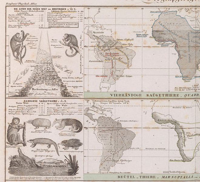 Detail of sixth image, insets showing monkeys of the New World, and edentates of the New World, Heinrich Berghaus, Physikalischer Atlas, vol. 2, 1848 (Linda Hall Library)