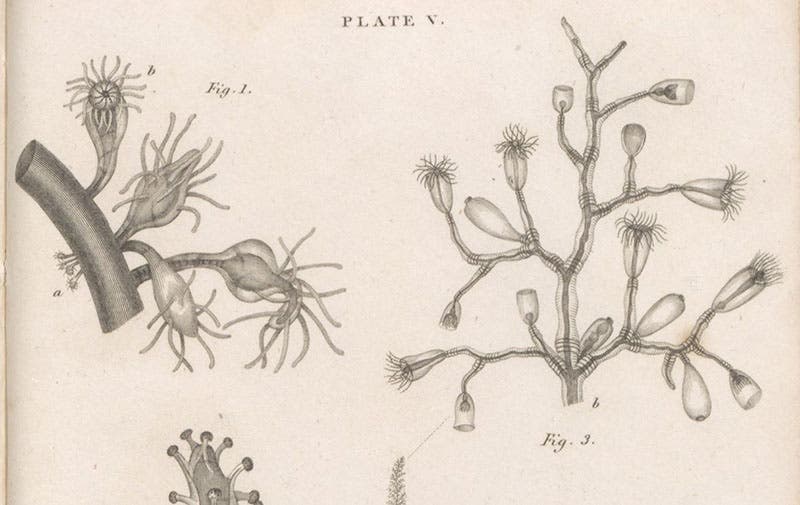 Detail of plate showing zoophytes, engraving by William Lizars after drawings by Melville C. Fleming, in The Philosophy of Zoology, by John Fleming, plate 5, 1822 (Linda Hall Library)