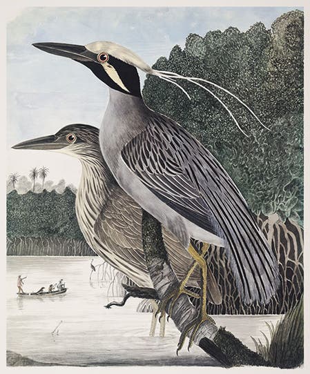 Yellow-capped Night Heron, watercolor by Andrew Jackson Grayson, printed by the Arion Press in <i>Birds of the Pacific Slope</i>, 1986, slightly cropped (Linda Hall Library)