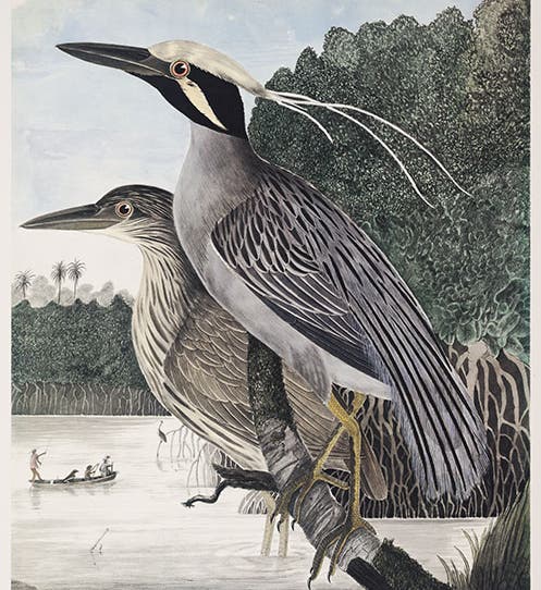 Yellow-capped Night Heron, watercolor by Andrew Jackson Grayson, printed by the Arion Press in <i>Birds of the Pacific Slope</i>, 1986, slightly cropped (Linda Hall Library)