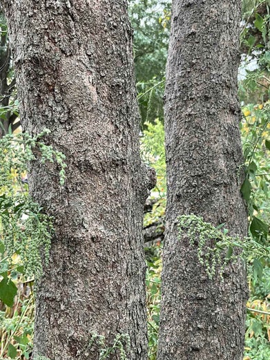 Washington Hawthorn bark