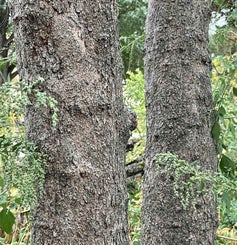 Washington Hawthorn bark