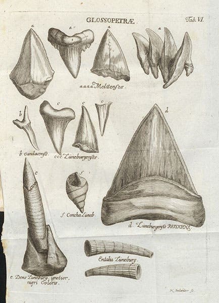 Glossopetrae (tonguestones), engraving, Gottfried Wilhelm von Leibniz, Protogaea, 1749 (Linda Hall Library)