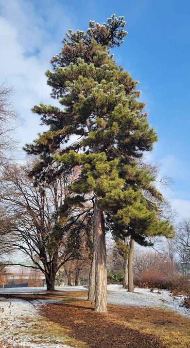 Austrian Pine winter