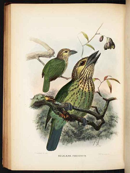 Cochin China green barbets, hand-colored lithograph by J.G. Keulemans, in A Monograph of the Capitonidae, or Scansorial Barbets, by Charles H.T. Marshall and George F.L. Marshall, 1870 (Linda Hall Library