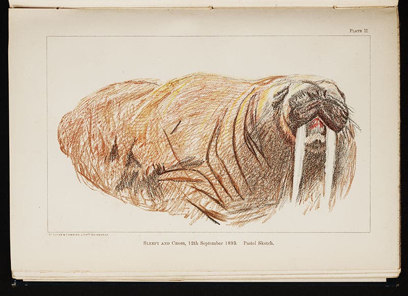 Nansen watercolor of walrus, “Sleepy and Cross” (Linda Hall Library)
