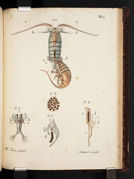 Monoculus castor, male and female, from Louis Jurine, Histoire des monocles, 1820 (Linda Hall Library)