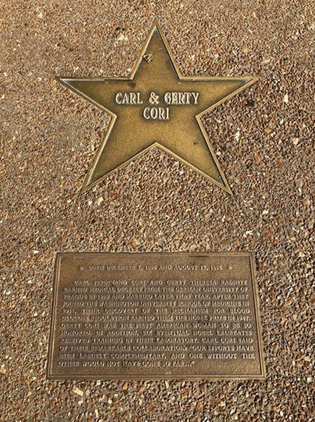 The star and plaque for Carl and Gerty Cori on the St. Louis Walk of Fame, 6605 Delmar Boulevard, University City, MO (hmdb.org)