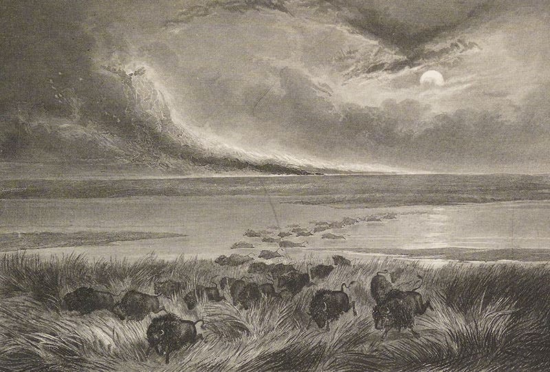Buffalo escaping a prairie fire, engraving in Memoirs of My Life, by John Charles Fremont, 1887 (Linda Hall Library)