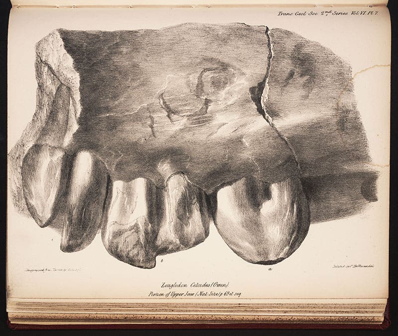 Richard Owen, fragment of upper jaw of Basilosaurus, 1842, serials collection, Linda Hall Library
