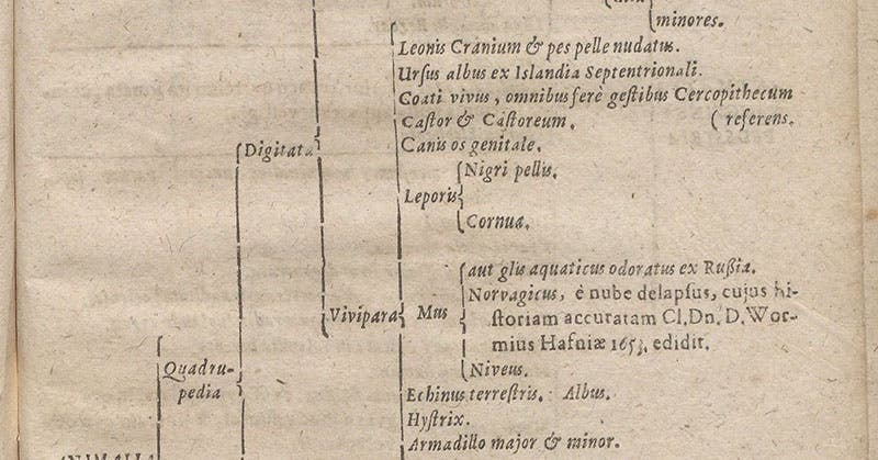 Description of the coati in Ole Worm’s museum, Synopsis methodica rariorum in Musaeo ... Olai Wormii, by Georg Seger, detail of p. 37, 1653 (Linda Hall Library)