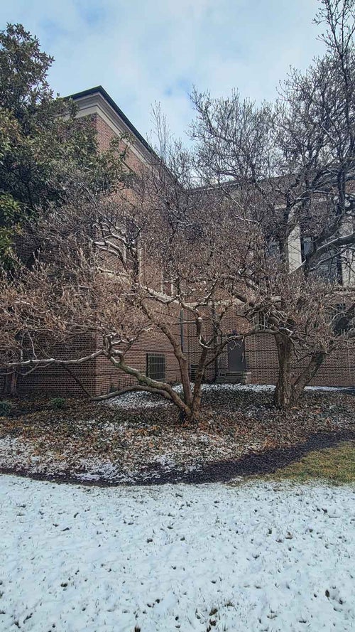 White Magnolia winter
