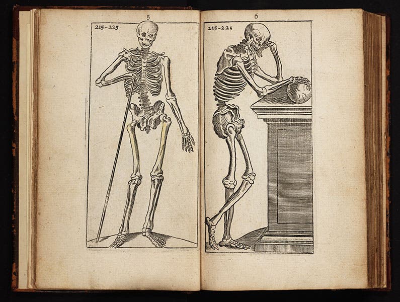 Two skeletons from the De fabrica (1543) of Vesalius, from Comenius, Janua, 1670 (Linda Hall Library)