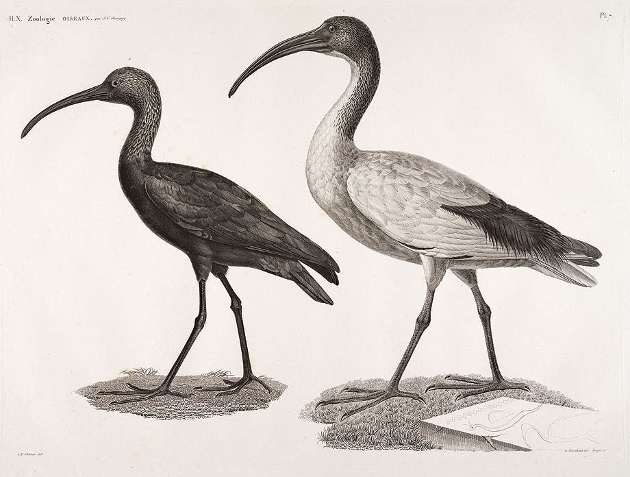 Black ibis and sared (white) ibis from Description de l’Égypte Histoire naturelle,
v .1
