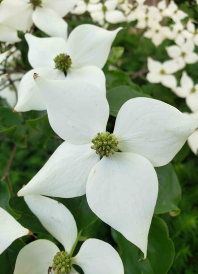 Kousa Dogwood flower