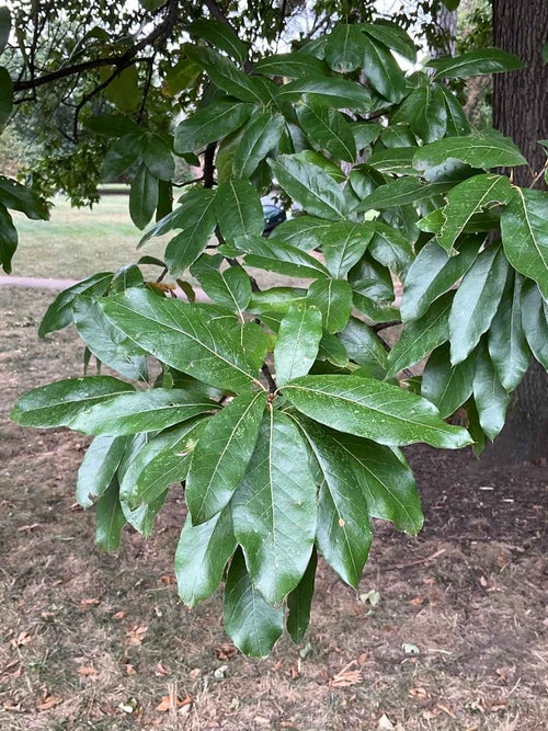 Shingle Oak leaf