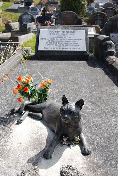 Gravestone of Harry McNish (here spelled McNeish), with a recently added bronze statue of his cat, Mrs. Chippy (Wikimedia commons)