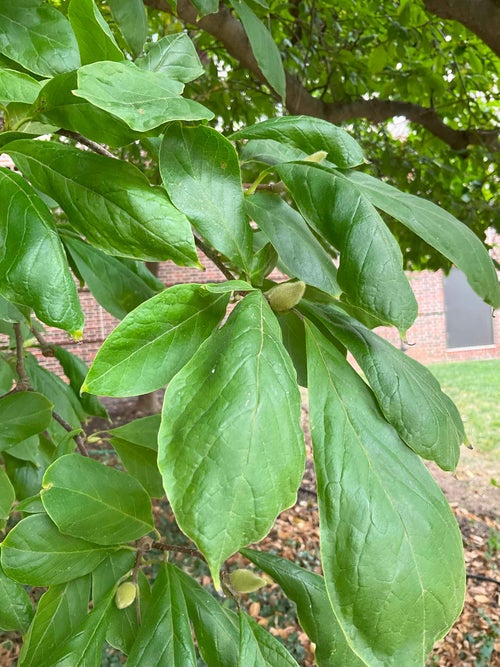 Saucer Magnolia leaf