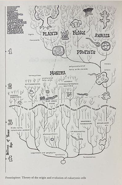 Frontispiece diagram, “Theory of the origin and evolution of eukaryotic cells,” drawn by Laszlo Meszoly, in Origin of Eukaryotic Cells, by Lynn Margulis, 1970 (Linda Hall Library)