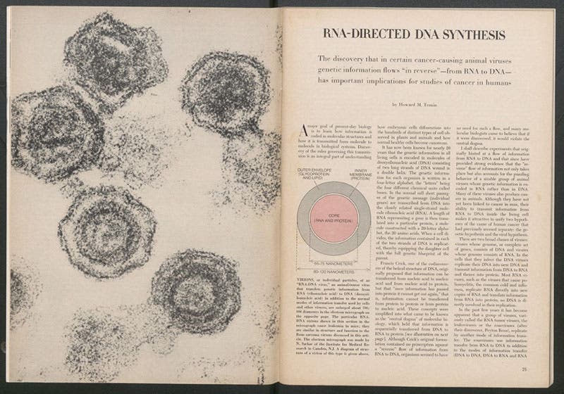 First page of “RNA-directed DNA Synthesis," by Howard M. Temin, Scientific American, vol. 226(1), Jan. 1972; the article frontispiece shows virions, or particles of an RNA-DNA virus (author’s copy)