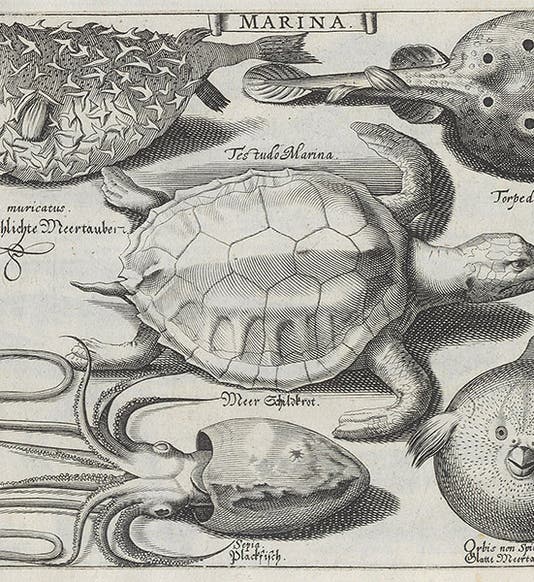 Sea turtle, puffer and porcupine fish, engraving, Basil Besler, <i>Continuatio rariorum</i>, 1622 (Linda Hall Library)