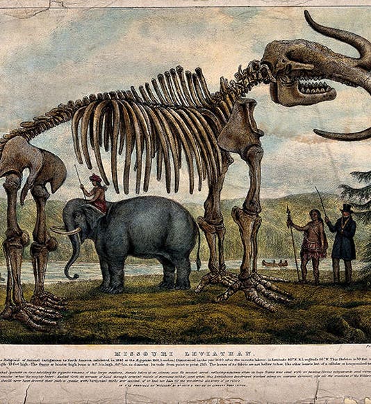 The Missouri Leviathan, hand-colored lithographed broadside, by G. Tytler, 1845, Wellcome Collection (wellcomecollection.org)