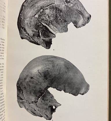 Skulls from Gilder Mound (“Loess Man,” “Nebraska Man”), photograph in Skeletal Remains Suggesting or Attributed to Early Man in North America, by Aleš Hrdlickǎ, 1907 (Linda Hall Library)