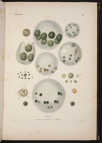 Volvox, hand-colored engraving, from Christian Ehrenberg, Die Infusionsthierchen, 1838 (Linda Hall Library)