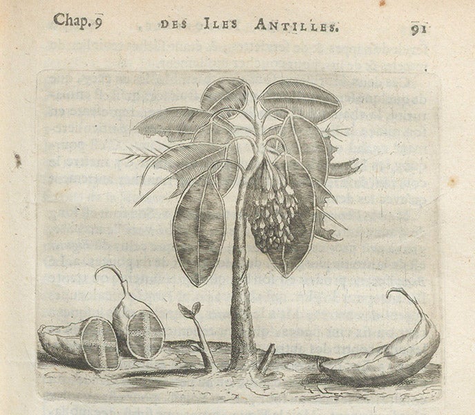 Bananas or plantains, engraving, Charles de Rochefort, Histoire naturelle et morale des iles Antilles de l'Amerique, 1658 (Linda Hall Library)