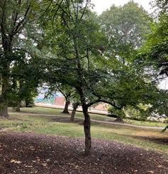 American Hornbeam; Musclewood; Blue Beech; Water Beech summer