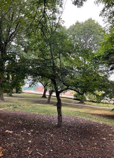 American Hornbeam; Musclewood; Blue Beech; Water Beech summer