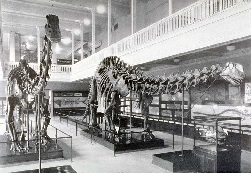 A view of the Diplodocus and Apatosaurus mounts at the Carnegie Museum of Natural History, photograph, 1936; the Apatosaurus (on the right) was originally displayed without a head, which was placed down front; after Holland’s death, before this photograph was taken, a replica of the head was installed on the mount. It turned out to be the wrong head. In Memoirs of the Carnegie Museum, vol. 11, 1936 (Linda Hall Library)