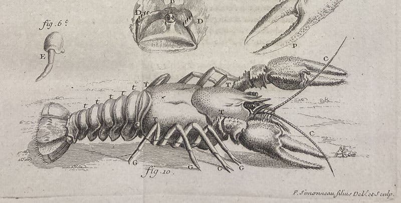 A crayfish, top view, detail of third image, from René-Antoine Ferchault de Réaumur, “Sur les diverses reproductions qui se font dans les Ecrevisses …,” Histoire de l’Académie Royale des Sciences, avec les Memoires … année 1712, plate 12, p. 246, publ. 1714 (Linda Hall Library)