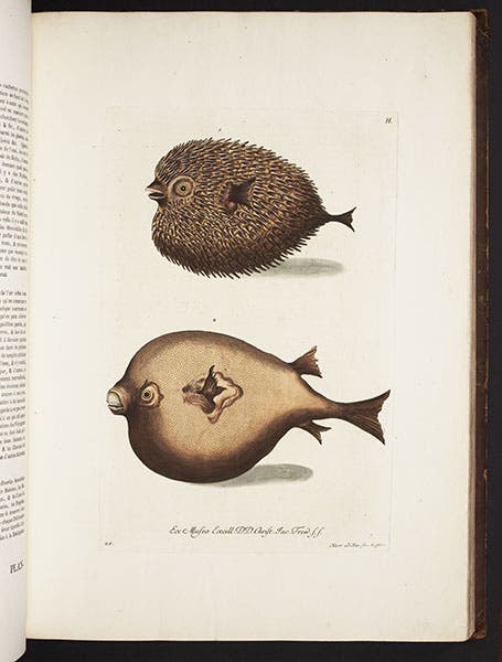 Porcupine fish and puffer fish, engraving, Georg Wolfgang Knorr, Deliciae naturae selectae, 1766-67 (Linda Hall Library)