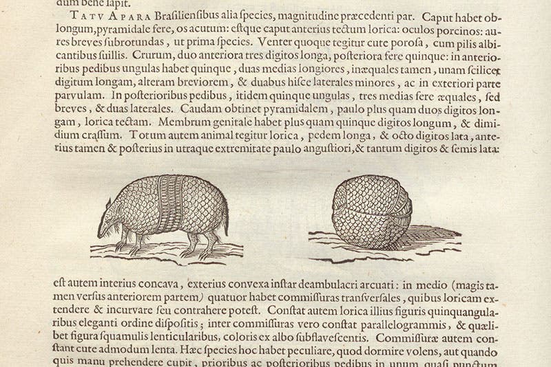 Three-banded armadillo, woodcut, in Willem Piso, Georg Markgraf, and Joannes de Laet, Historia naturalis Brasiliae, p. 232, 1648 (Linda Hall Library)